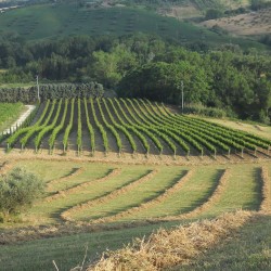 Il Territorio